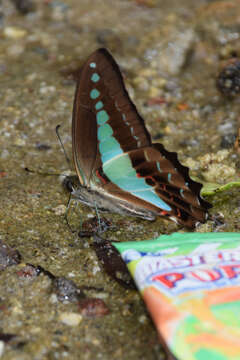 Image of Graphium monticolus (Fruhstorfer 1896)