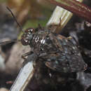 Image of common shorebug