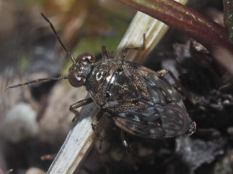 Image of common shorebug