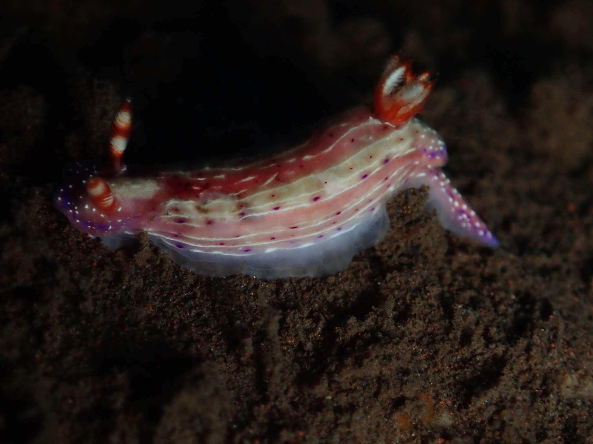 Image of Hypselodoris paradisa Gosliner & R. F. Johnson 2018