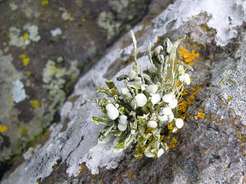 Image of Ramalina siliquosa