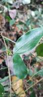 Image of Smilax ocreata A. DC.