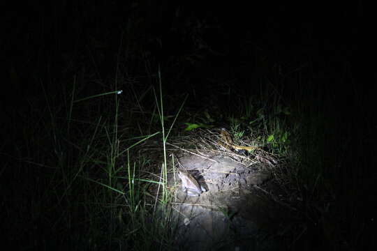 Image of Goudot's Bright-eyed Frog