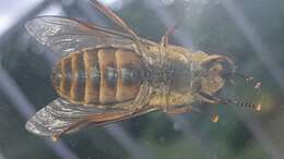 Image of dark giant horsefly