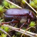 Image of Phyllophaga (Phyllophaga) anxia (Le Conte 1850)