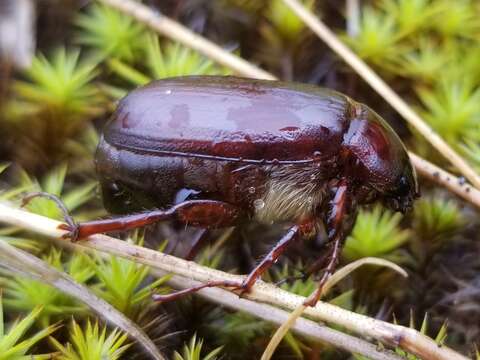 Image of Phyllophaga (Phyllophaga) anxia (Le Conte 1850)