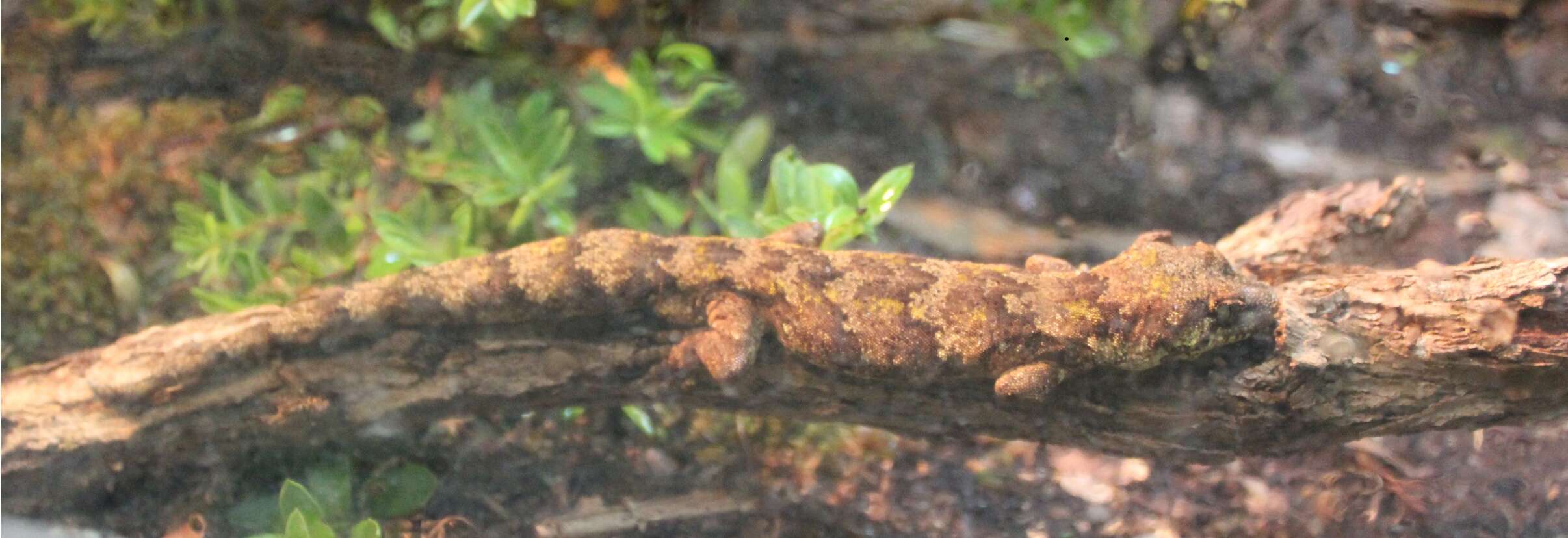 Image of Mokopirirakau