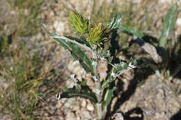 Imagem de Cirsium andersonii (A. Gray) Petr.