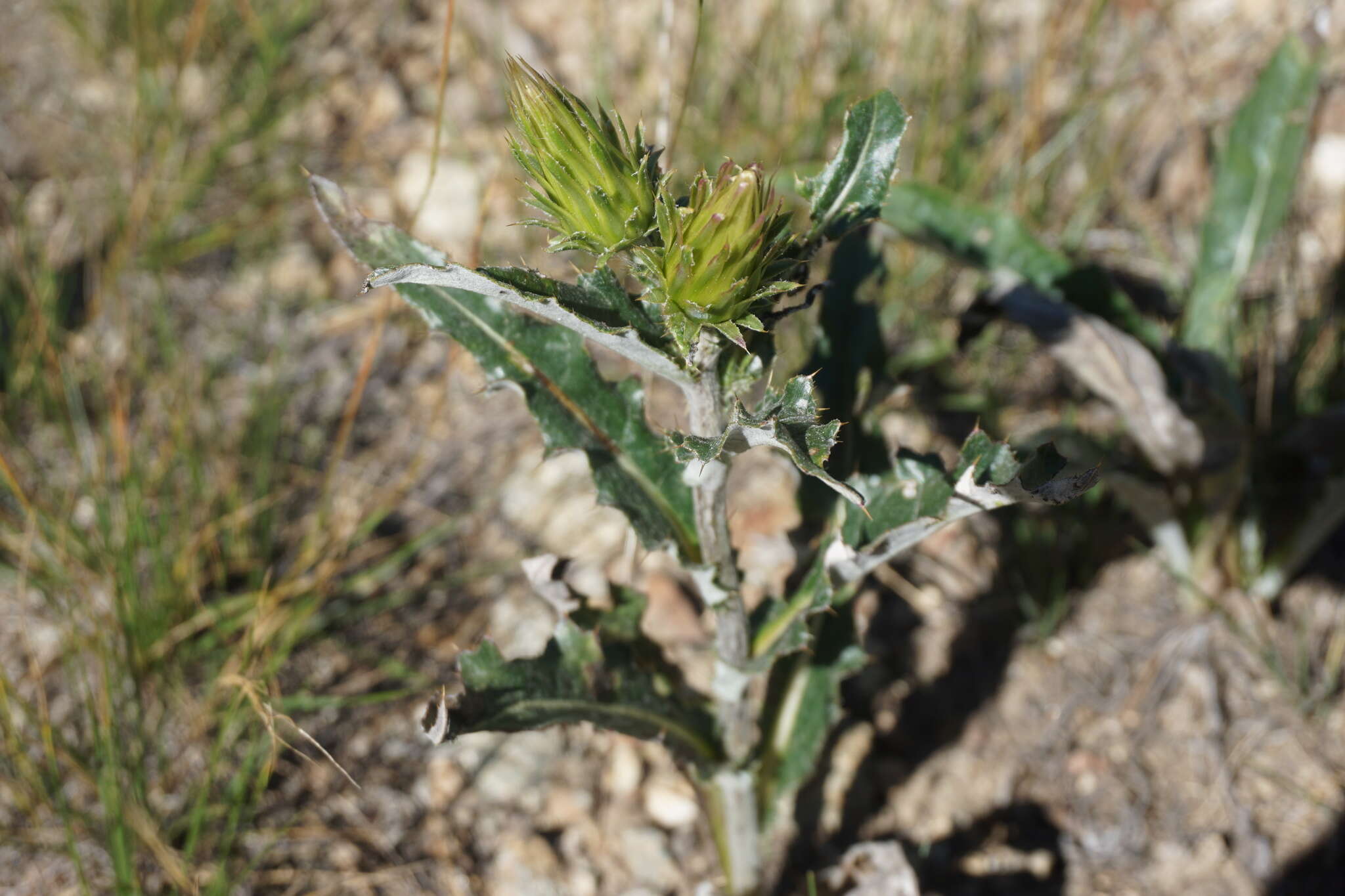 Imagem de Cirsium andersonii (A. Gray) Petr.