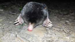 Image of Iberian Mole