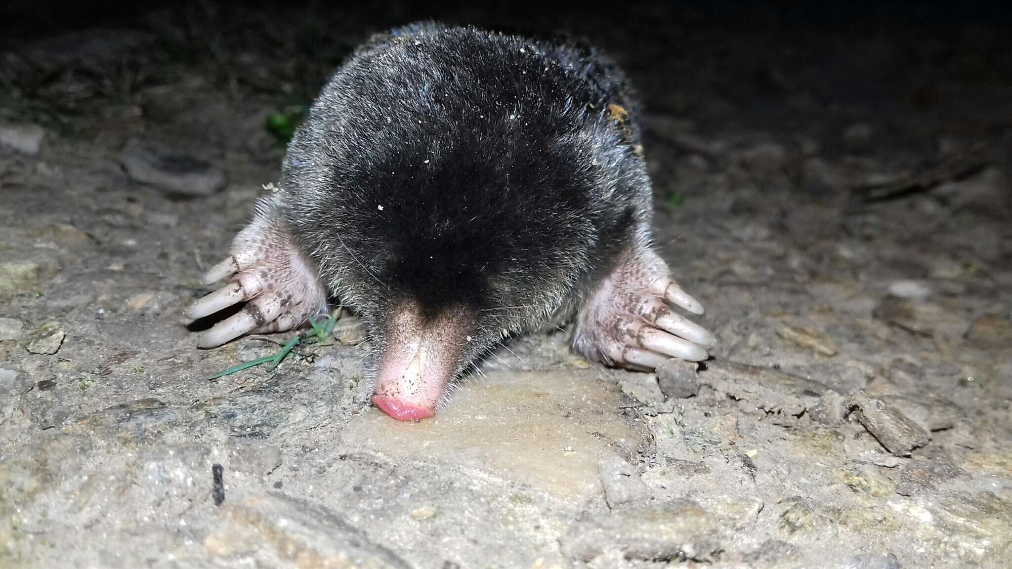 Image of Iberian Mole