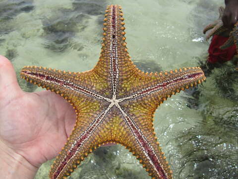 Image of cushion stars