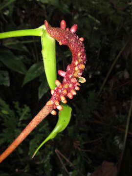 Imagem de Anthurium talamancae Engl.