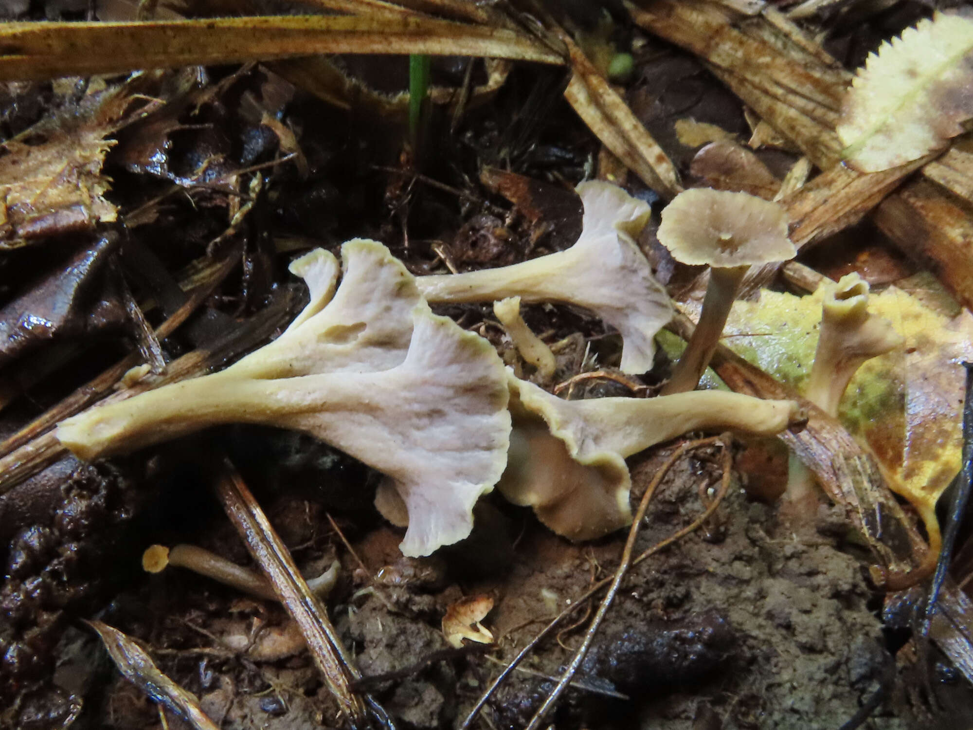 Plancia ëd Craterellus undulatus