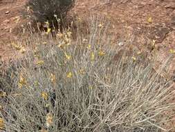 Image of Ericameria nauseosa var. juncea (Greene) G. L. Nesom & G. I. Baird