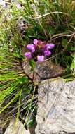 Plancia ëd Prunella vulgaris subsp. asiatica (Nakai) H. Hara