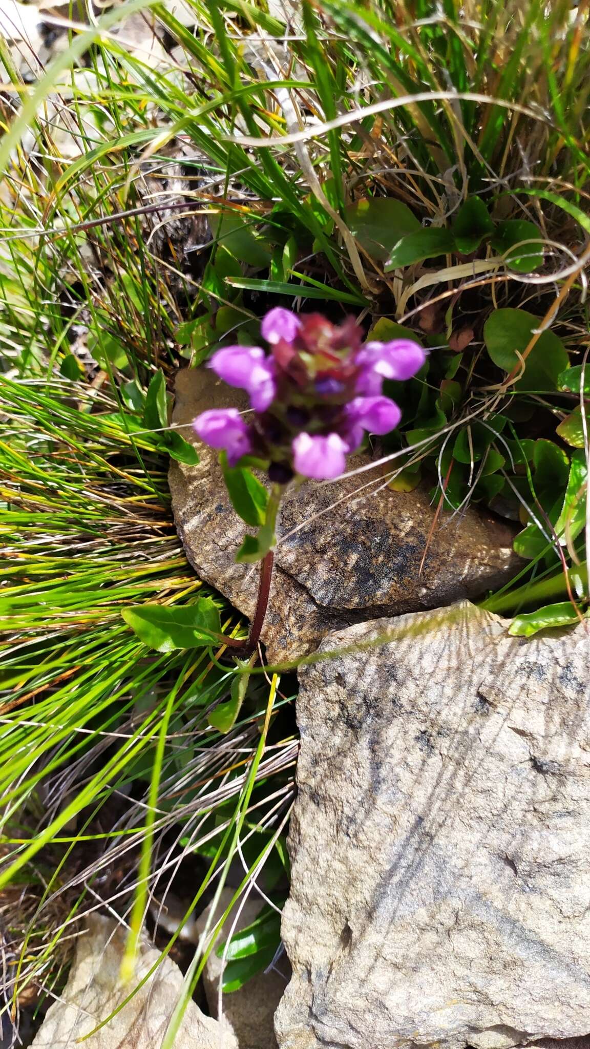 Prunella vulgaris subsp. asiatica (Nakai) H. Hara resmi