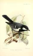 Image of chickadees and titmice