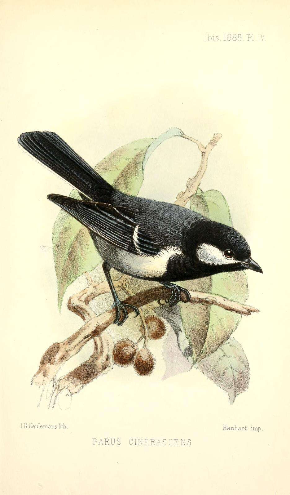 Image of chickadees and titmice