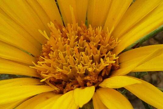 صورة Anvillea garcinii (Burm.) DC.