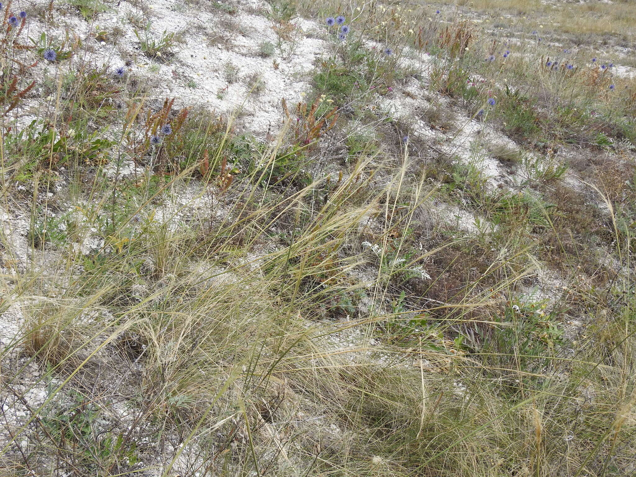 Image of Needle Grass