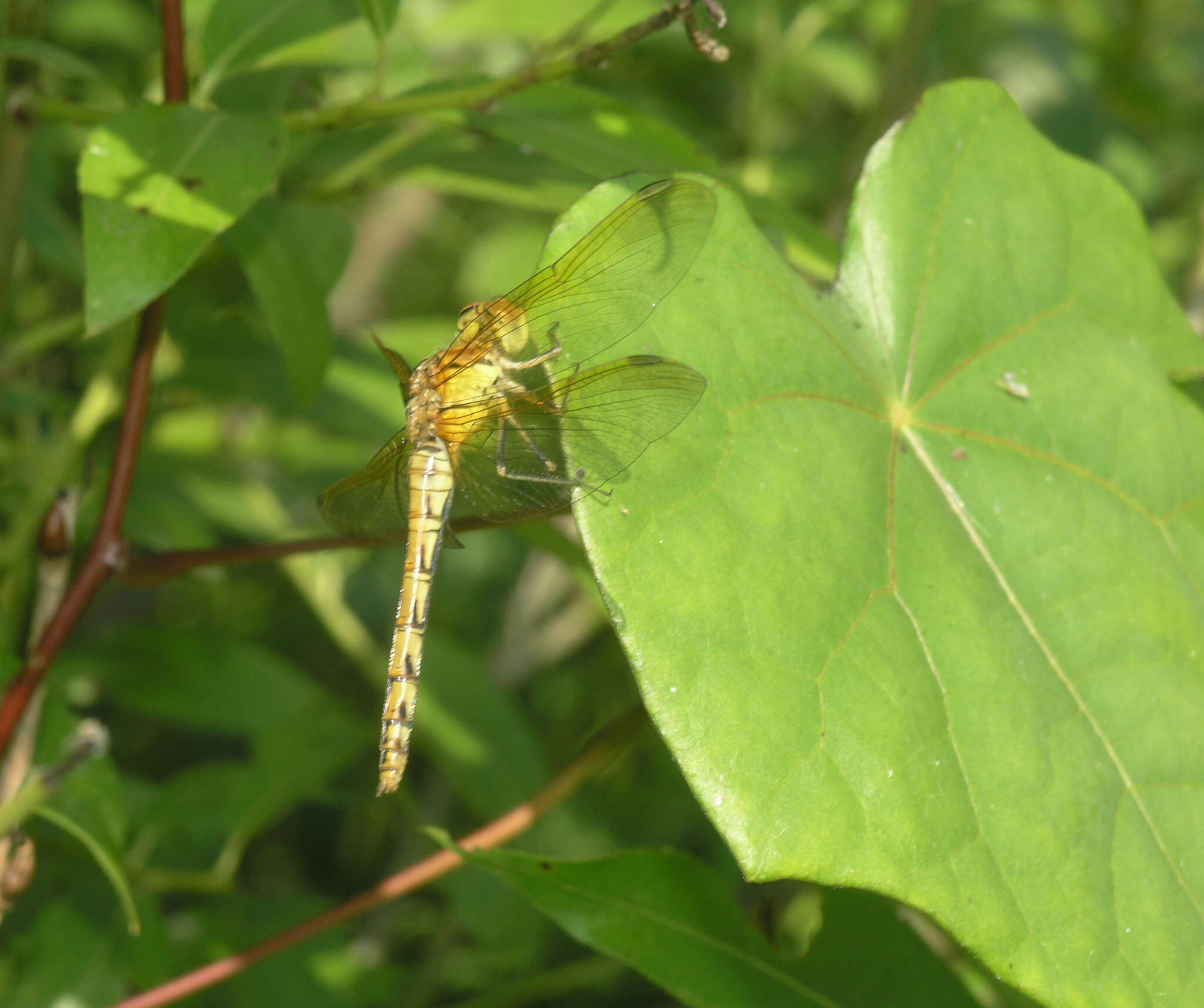 Image of <i>Sympetrum striolatum imitoides</i> Bartenef 1919