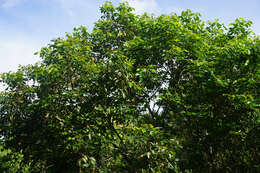 Image of Florida poisontree