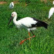 Image of Japanese White Stork