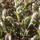 Image of Green-veined shell orchid