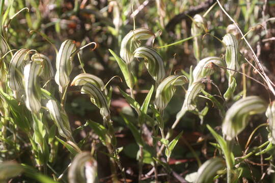 Image of Green-veined shell orchid