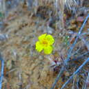 Image of widethroat yellow monkeyflower