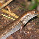 Image of Blue-speckled Forest-skink