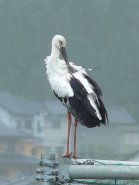 Image of Japanese White Stork