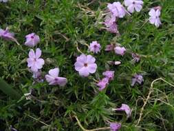 Image of moss phlox