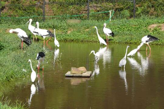 Image of Japanese White Stork