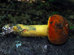 Image of Boletus subluridellus A. H. Sm. & Thiers 1971