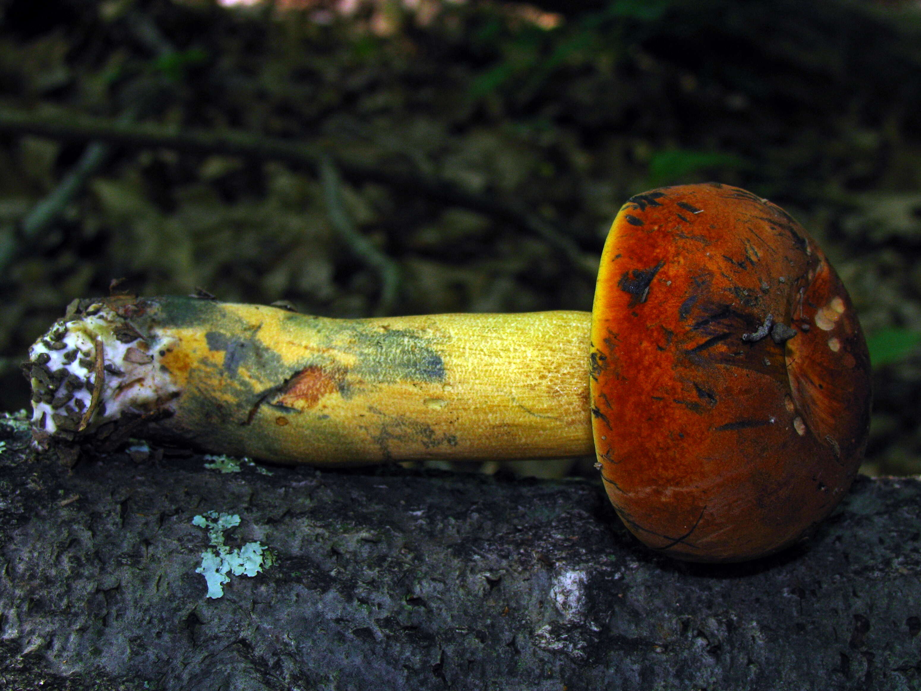 Image of Boletus subluridellus A. H. Sm. & Thiers 1971