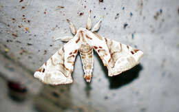 Image of Pudefacted Apatelodes Moth