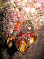 Image of goose neck barnacle