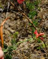 Indigofera digitata Thunb.的圖片