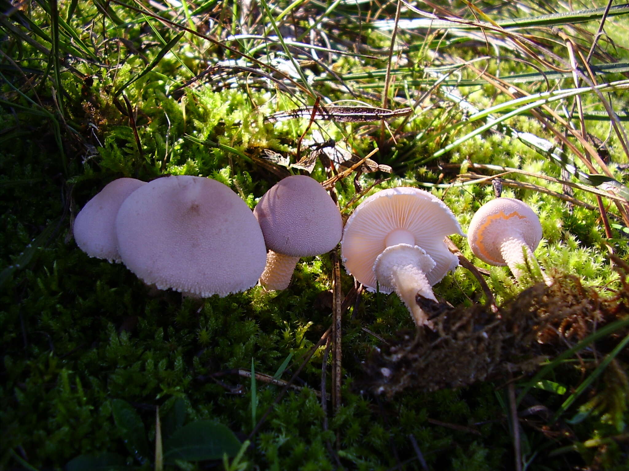 Image de Cystoderma carcharias (Pers.) Fayod 1889