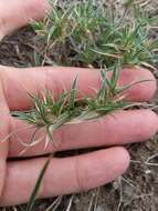 Image of false buffalograss