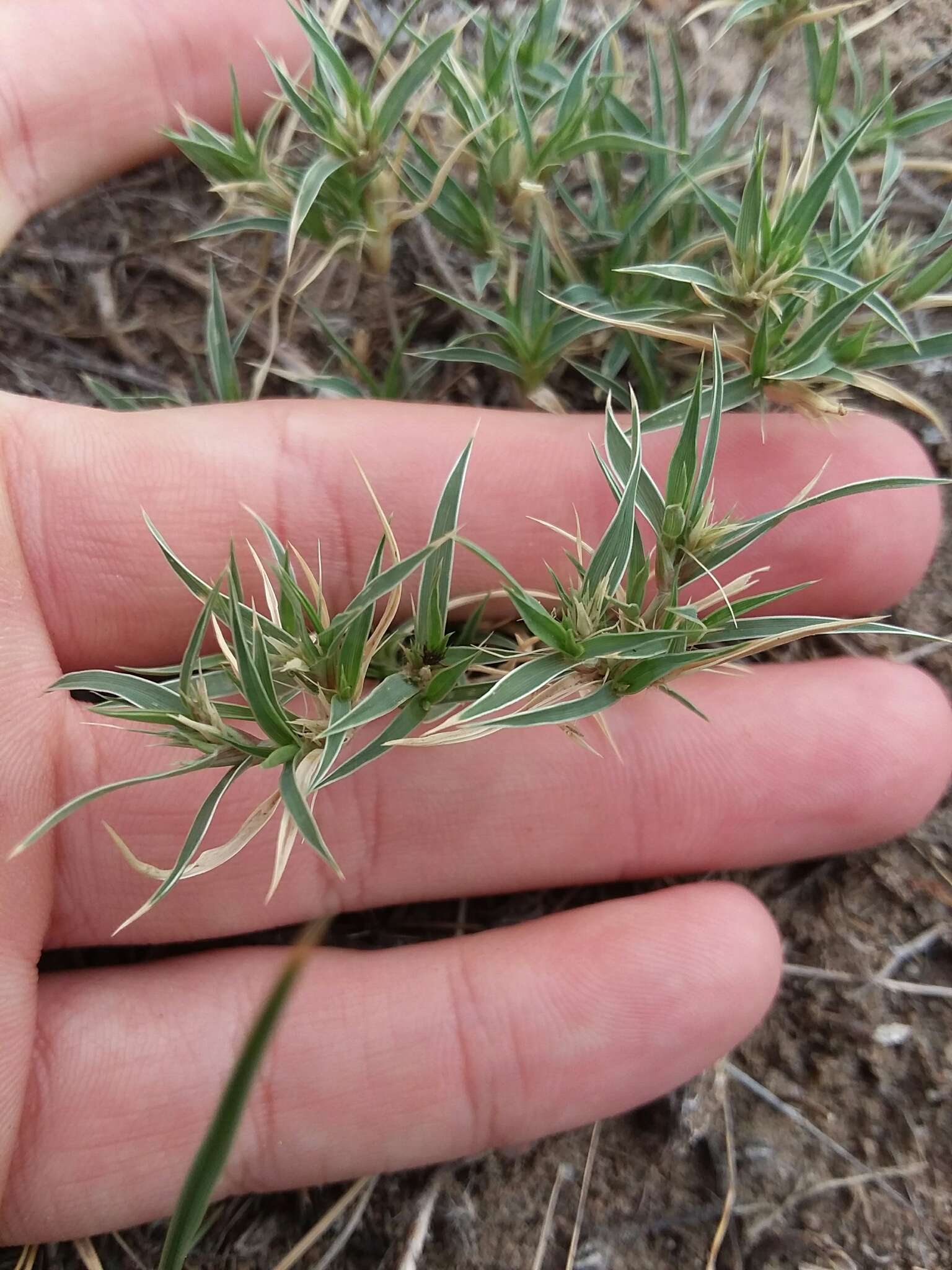 Image of false buffalograss