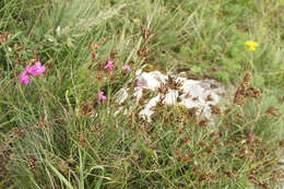 Image of carthusian pink