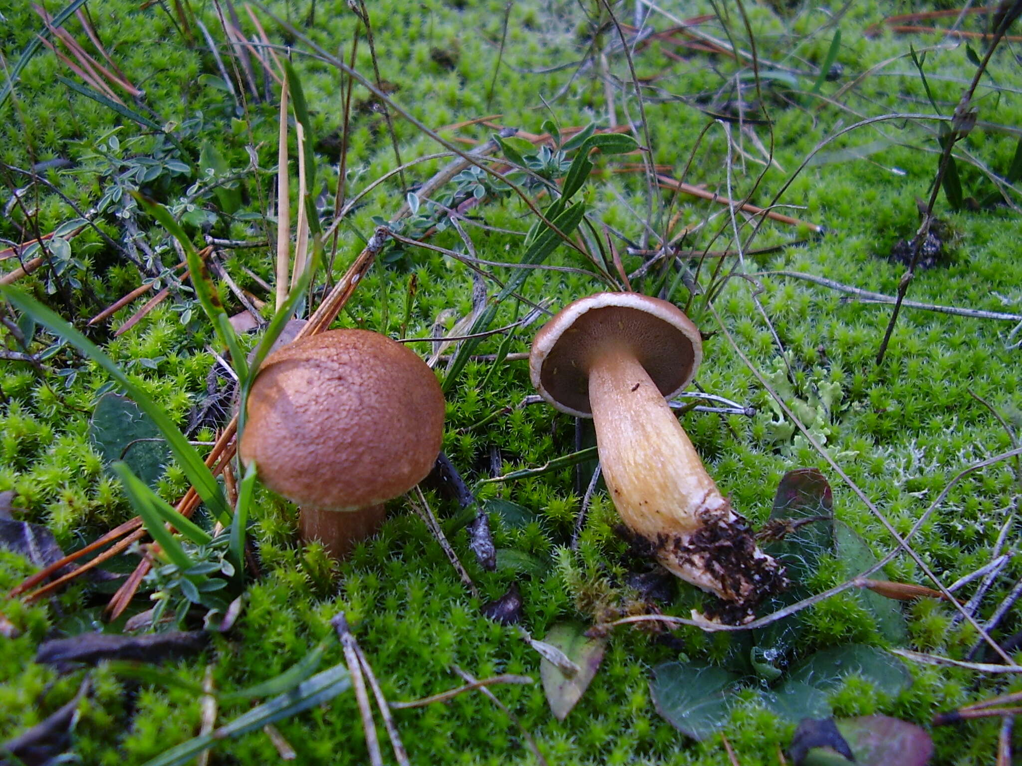 Image of Suillus bovinus (L.) Roussel 1796