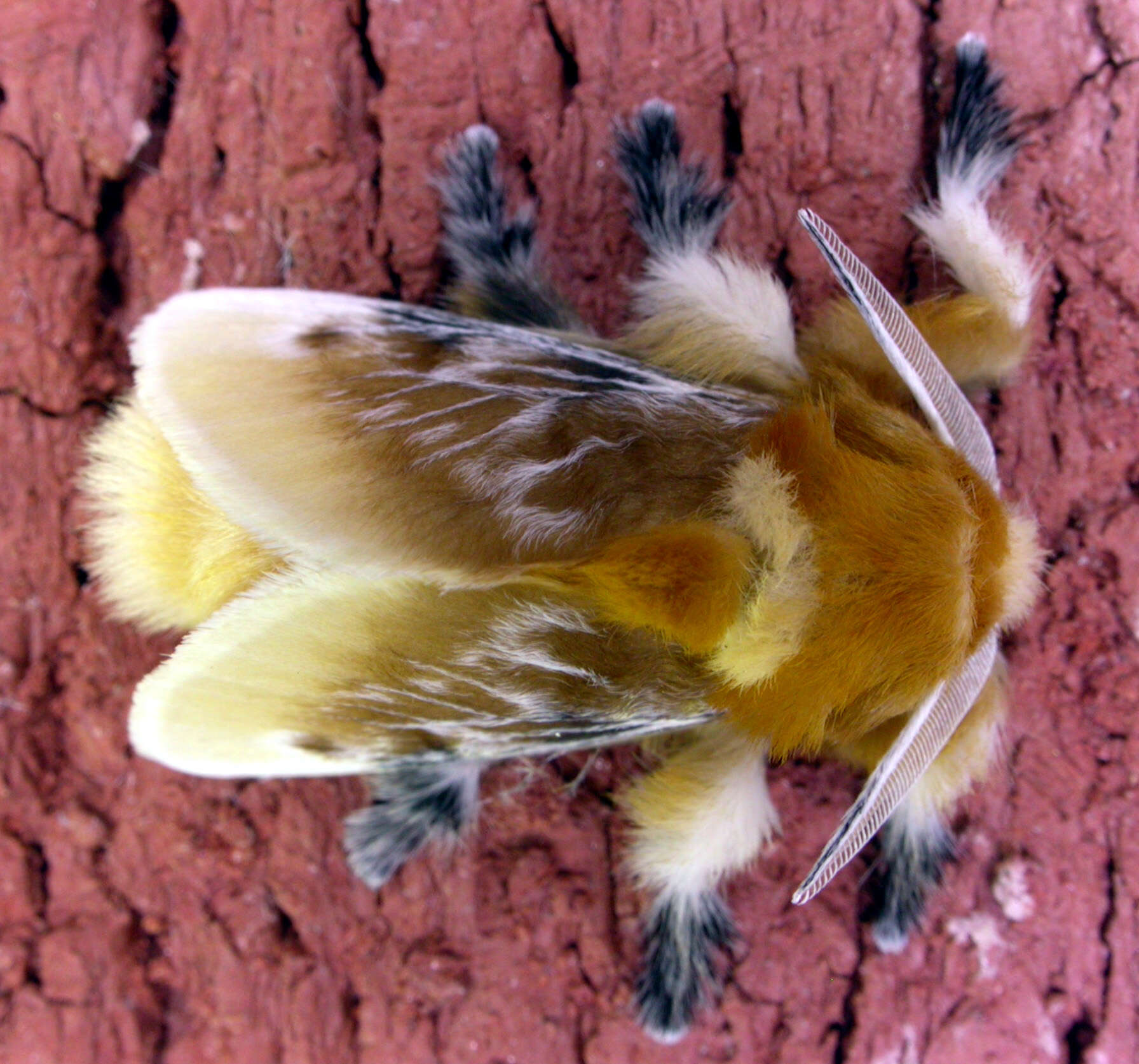 Image of Southern Flannel Moth