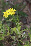 Image of oxford ragwort