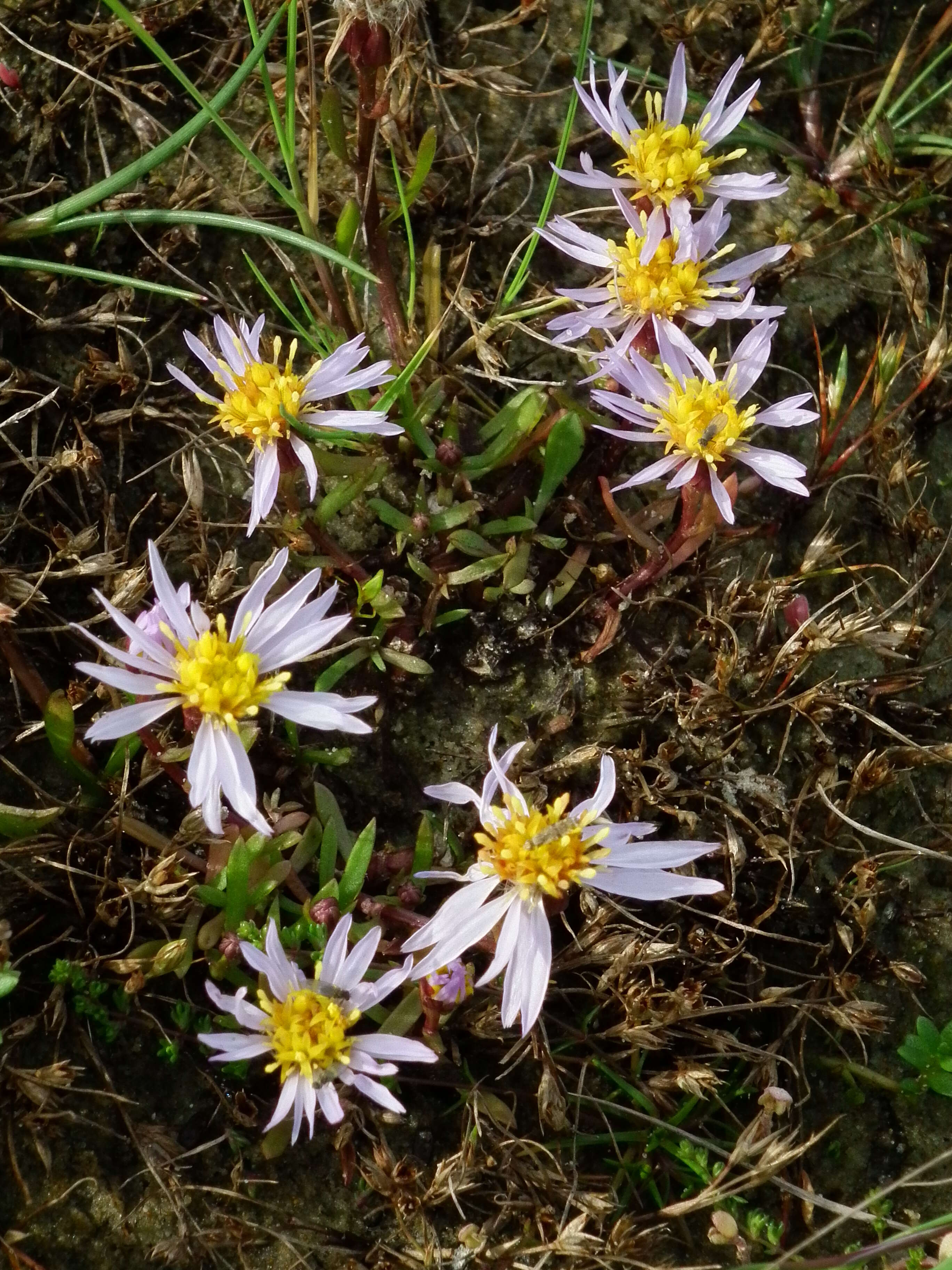 Image of sea aster