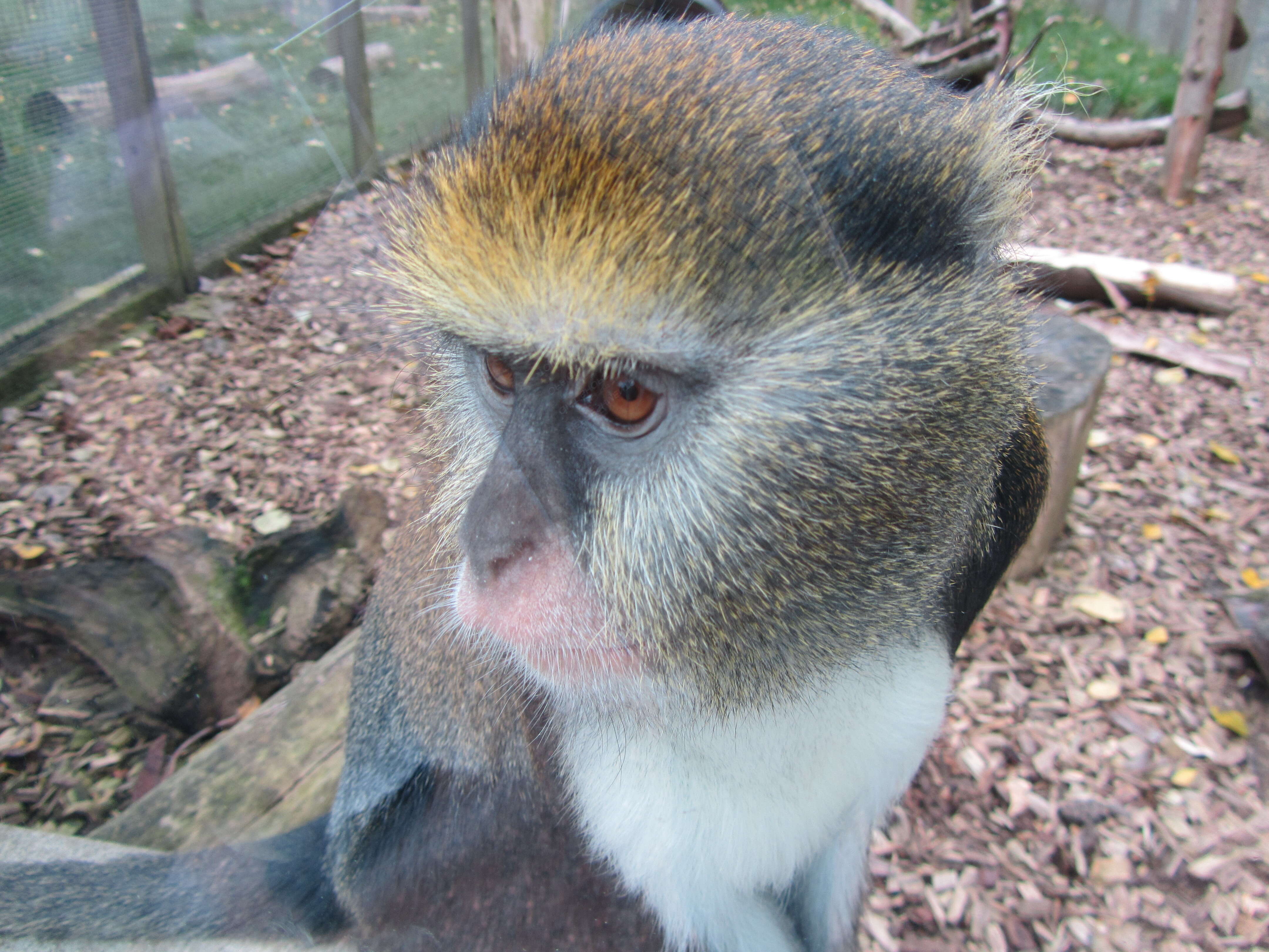 Image of Campbell's Guenon