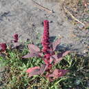 Plancia ëd Amaranthus hypochondriacus L.